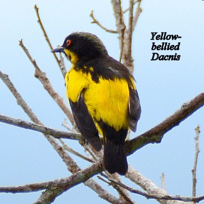 Yellow-bellied Dacnis